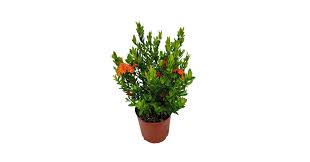 Image result for Ixora laurentii