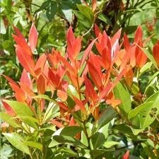 Image result for Syzygium rowlandii