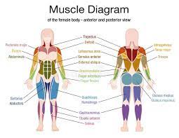 The wikimedia human body diagrams is a collection of images whose main purpose is to provide a way of explaining medical conditions and other phenomena. Body Diagram Female Stock Illustrations 2 660 Body Diagram Female Stock Illustrations Vectors Clipart Dreamstime