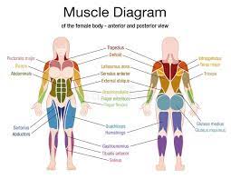 As the name suggests, there are four main leg muscles that this group contains. Muscle Diagram Male Body Names Stock Vector Illustration Of Bodybuilder Fitness 90796924