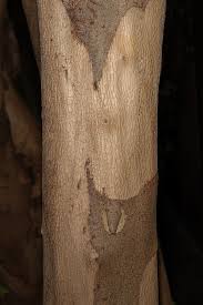 Image result for Cordia afra