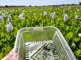 Image result for Pontederia crassipes