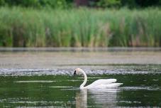 Beasts & Beer: Trumpeter Swans