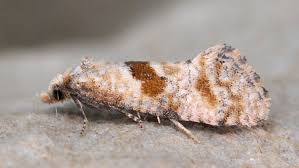 Image result for Cochylidia implicitana