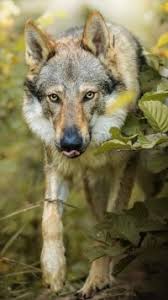 We have 72+ amazing background pictures carefully picked by our community. 157 Wolf Apple Iphone 8 Plus 1080x1920 Wallpapers Mobile Abyss