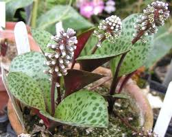 Image result for Drimiopsis