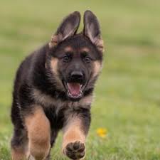 25 cute German Shepherd puppies for sale in York, Pennsylvania