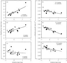 Image result for Trema sp A