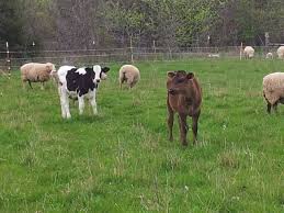 2) can also be used to describe someone who frequently 'kills' jokes, creates awkward situations, and is just generally cringey. Add Diversity To Your Pastures With Multispecies Grazing Cornell Small Farms