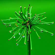 Getting Started Guide To Close Up Photography Close Up Photography Macro Photography Tips Macro Photography Settings