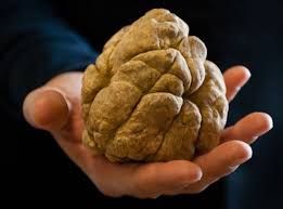 As palavras presentes na lista foram colocadas por jogadores e não precisam estar corretas. Fiera Del Tartufo Questa Sera L Inaugurazione Con Cirio E Il Ministro Fabiana Dadone Il Corriere Di Alba Bra Langhe E Roero