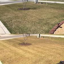 Adjust the angle of the head on your thatch rake for more or less aggressive dethatching. Scalping Centipede The Lawn Forum