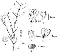 Image result for Wajira grahamiana