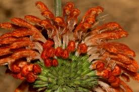 Image result for Leonotis decadonta
