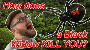 Do not disturb the area, as the spider will feel the vibration and hide. Bad Science Death By Black Widow It S Spider Bite Science Youtube