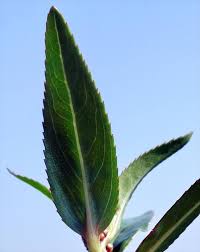 Image result for Bergia capensis