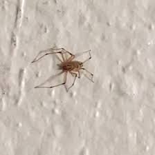 99 pest control technician jobs available in phoenix, az on indeed.com. Creepy Crawly Pest Control Tempe Az