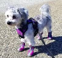 QUMY Dog Shoes for Small Dogs, Puppy Dog Boots & Paw Protector for Winter  Snow Day, Summer Hot Pavement, Waterproof in Rain Weather, Ourdoor Hiking,  ...