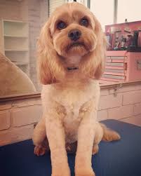 New The 10 Best Hairstyles With Pictures Stanley Was Such A Good Boy F Cavalier King Charles Spaniel Tricolor King Charles Spaniel Cavalier King Charles