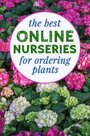 The Best Online Nurseries For 2021 Where To Buy Perennials Trees And Shrubs Online Gardening From House To Home Online Nursery Online Plant Nursery Plants