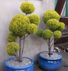 My Cloud Topiary Topiary Garden Garden Landscape Design Garden Trees