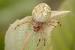 Giant Orb Spider