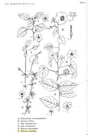 Image result for Hibiscus vitifolius