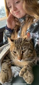 Lost cat near Miami Trace