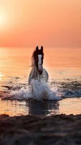 If there is no picture in this collection that you like, also look at other collections of backgrounds on our site. Wallpapers Horses Posted By Zoey Sellers