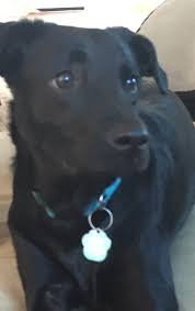 Related:black metal candle holders black candle holder black tealight holders black lantern candle holders. Substances Poisonous To Dogs Wikipedia