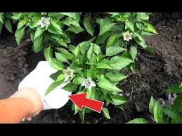 как бороться с тлей на огурцах в период плодоношения Bomba Rosta Dlya Perca Podkormite Etim Perec V Period Cveteniya I Plodonosheniya Dlya Ogromnyh Plodov Youtube Cvetenie Vyrashivanie Ovoshej Lukovichnye Cvety