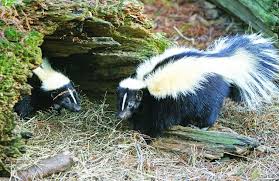 Liverpool Seeks Remedy After Skunks Bite Child Dog Pennlive Com