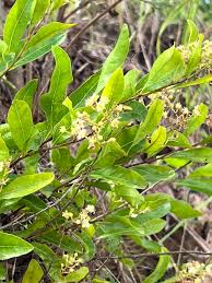 Image result for Leptochloa obtusiflora