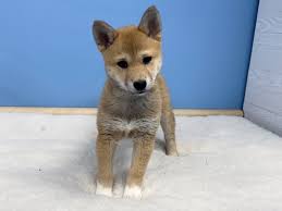 Puppies will have their 1st shots and deworming. Shiba Inu Puppies Petland Bolingbrook Il