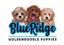 Goldilocks goldendoodles has goldendoodle puppies for sale in texas. Goldendoodle Puppies For Sale Health Guaranteed