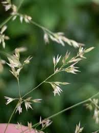 Image result for Agrostis continuata
