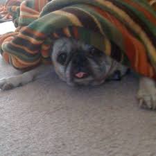 Fatima Pugs And Kisses Pugs Pug Love