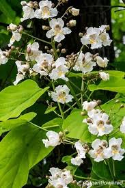 Image result for Catalpa
