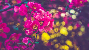 Cream/tan gold/yellow orange pink purple/lavender red/burgundy white flower inflorescence: Dark Pink Spring Flowers Tree Branches Flowers Hd Wallpaper Peakpx