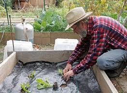 Comment Realiser Une Culture Sur Bache Perforee Au Potager Potager Mauvaises Herbes Culture