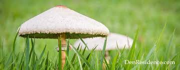 Remove each mushroom at its base. How To Get Rid Of Mushrooms In Lawn And Prevent Them Forever