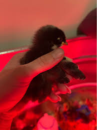 Let's Talk, Buladean!