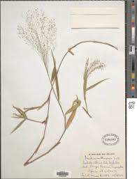 Image result for Isachne mauritiana