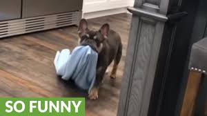 Frog frenchie fun french bulldog puppy argues bedtime. French Bulldog Grabs Blanket In Anticipation For Bedtime Youtube
