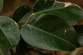 Image result for Hippocratea africana