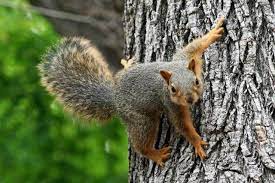 Tree squirrels usually bother bird feeders, fruit, and nuts, but seldom do additional damage. 5 Ideas For Keeping Critters Out Of Your Fruit Trees