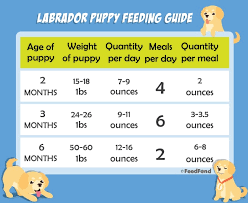 Lab Puppy Feeding Chart Goldenacresdogs Com