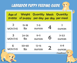 lab puppy feeding chart goldenacresdogs com