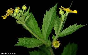 Image result for Hypericophyllum elatum