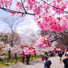 What does flower mean in japanese. Pin By J Rivera On A Plant I Would Buy Japanese Flowers Flower Meanings Beautiful Japanese